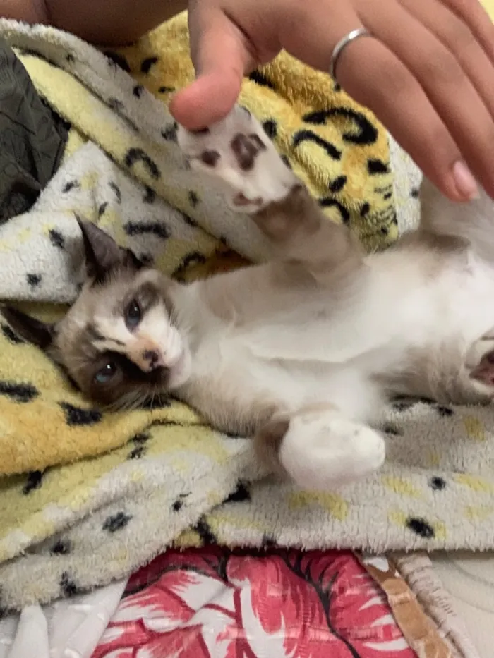 Gato raça SRD-ViraLata idade 7 a 11 meses nome Rosa