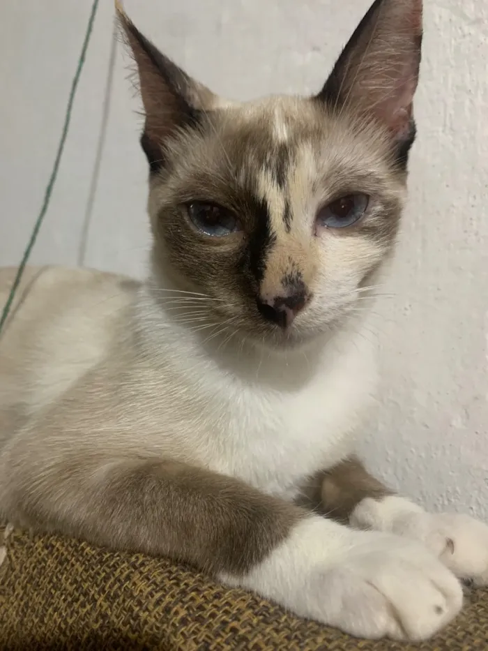 Gato raça SRD-ViraLata idade 7 a 11 meses nome Rosa