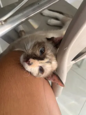 Gato raça SRD-ViraLata idade 7 a 11 meses nome Rosa