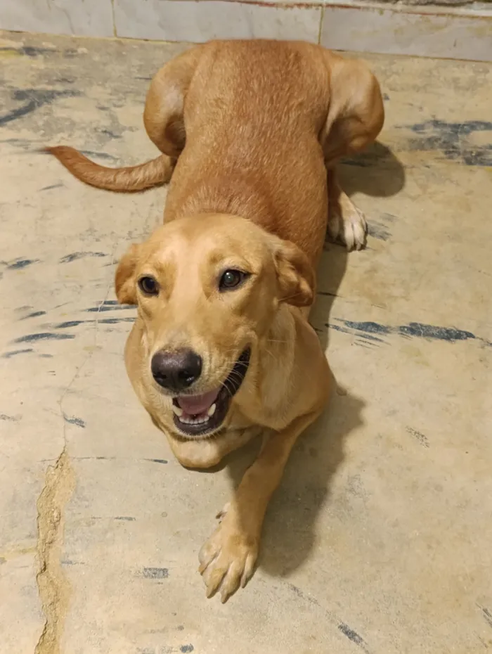 Cachorro raça Labrador idade 7 a 11 meses nome Catharina 