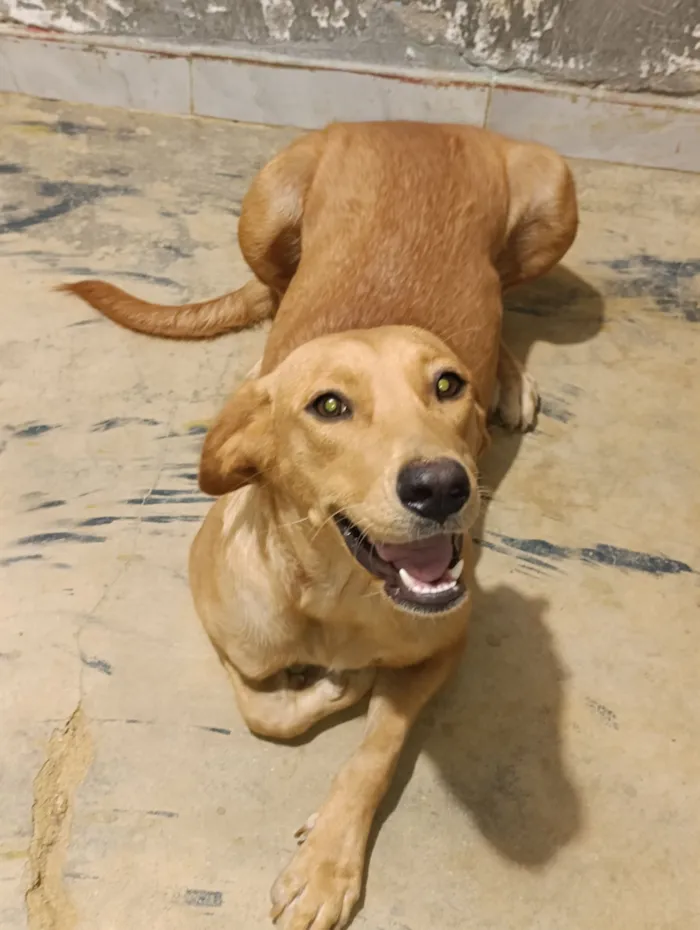 Cachorro raça Labrador idade 7 a 11 meses nome Catharina 