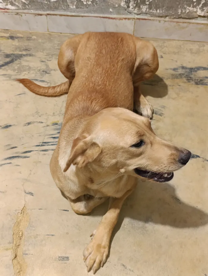 Cachorro raça Labrador idade 7 a 11 meses nome Catharina 