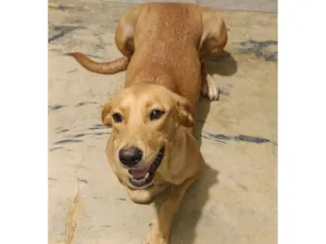 Cachorro raça Labrador idade 7 a 11 meses nome Catharina 