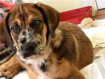 Cachorro raça SRD-ViraLata idade 2 a 6 meses nome Doguinho 