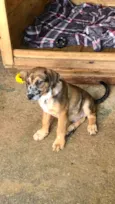 Doguinho 