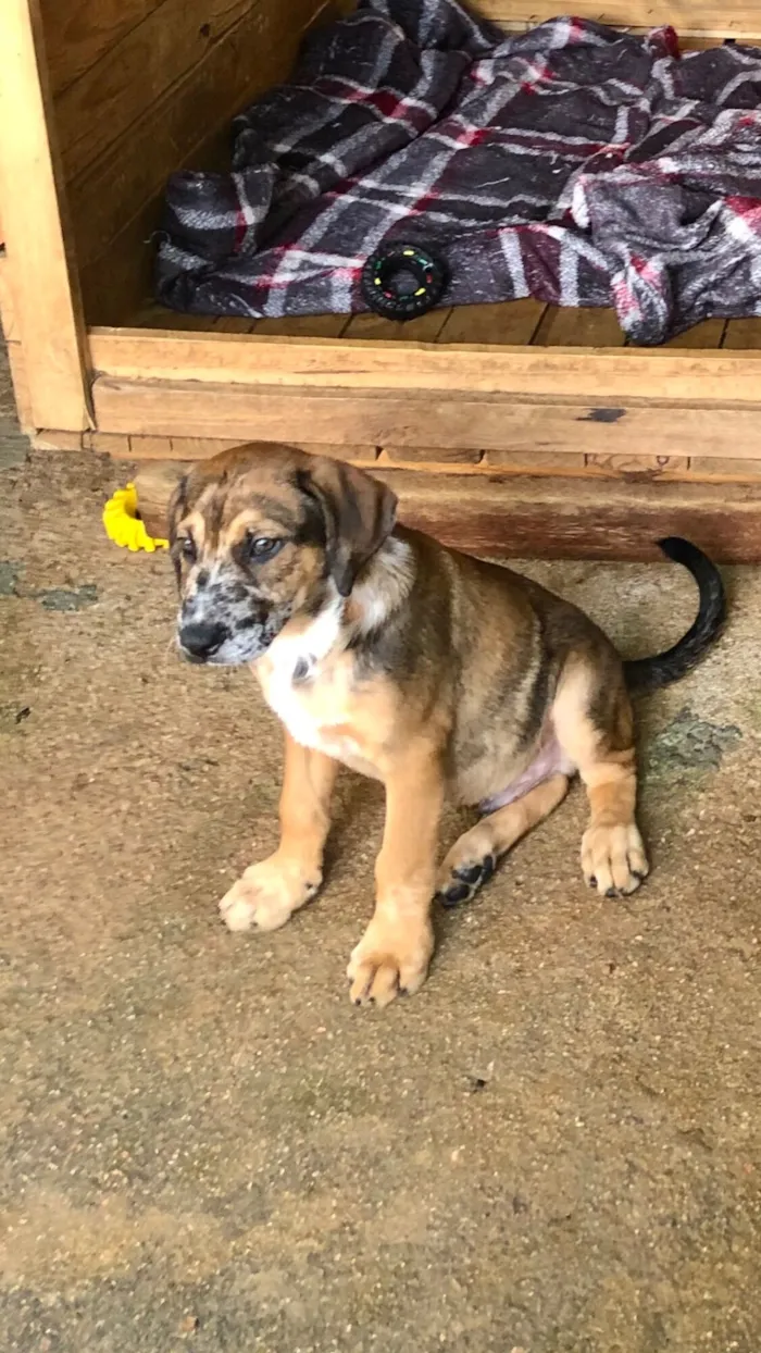 Cachorro raça SRD-ViraLata idade 2 a 6 meses nome Doguinho 