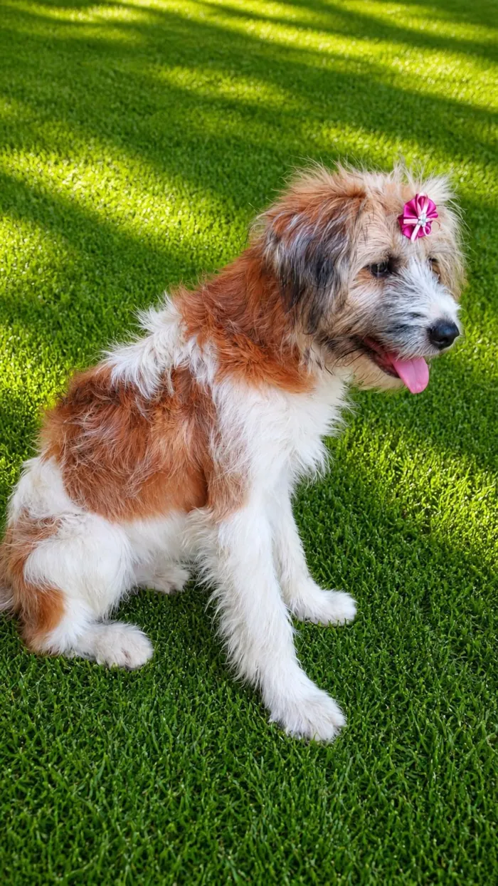Cachorro raça SRD-ViraLata idade 1 ano nome Marissol