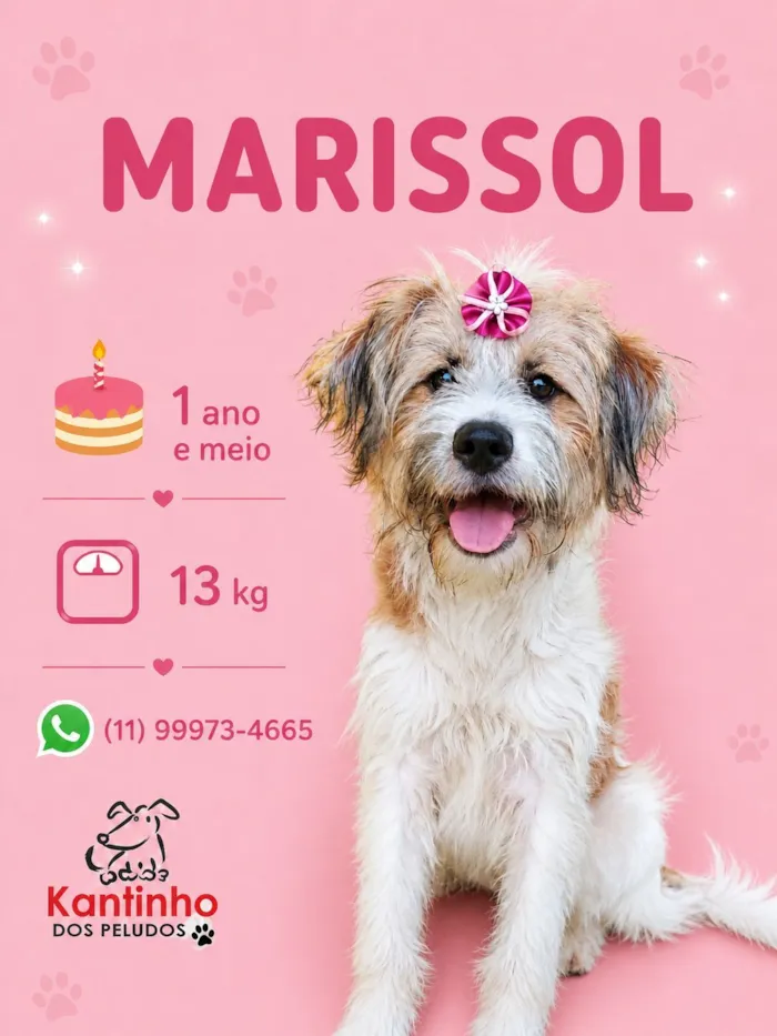 Cachorro raça SRD-ViraLata idade 1 ano nome Marissol