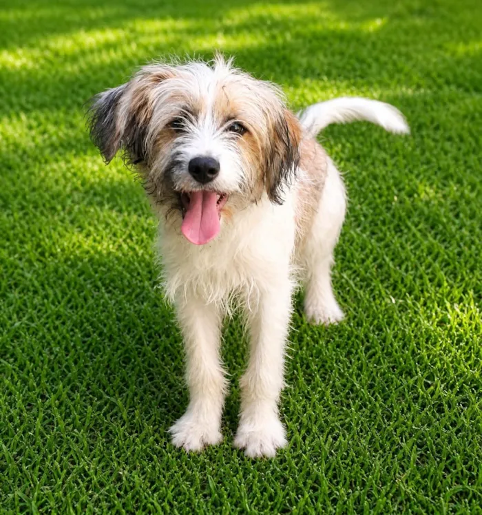 Cachorro raça SRD-ViraLata idade 1 ano nome Marissol