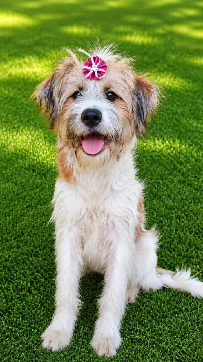 Cachorro raça SRD-ViraLata idade 1 ano nome Marissol