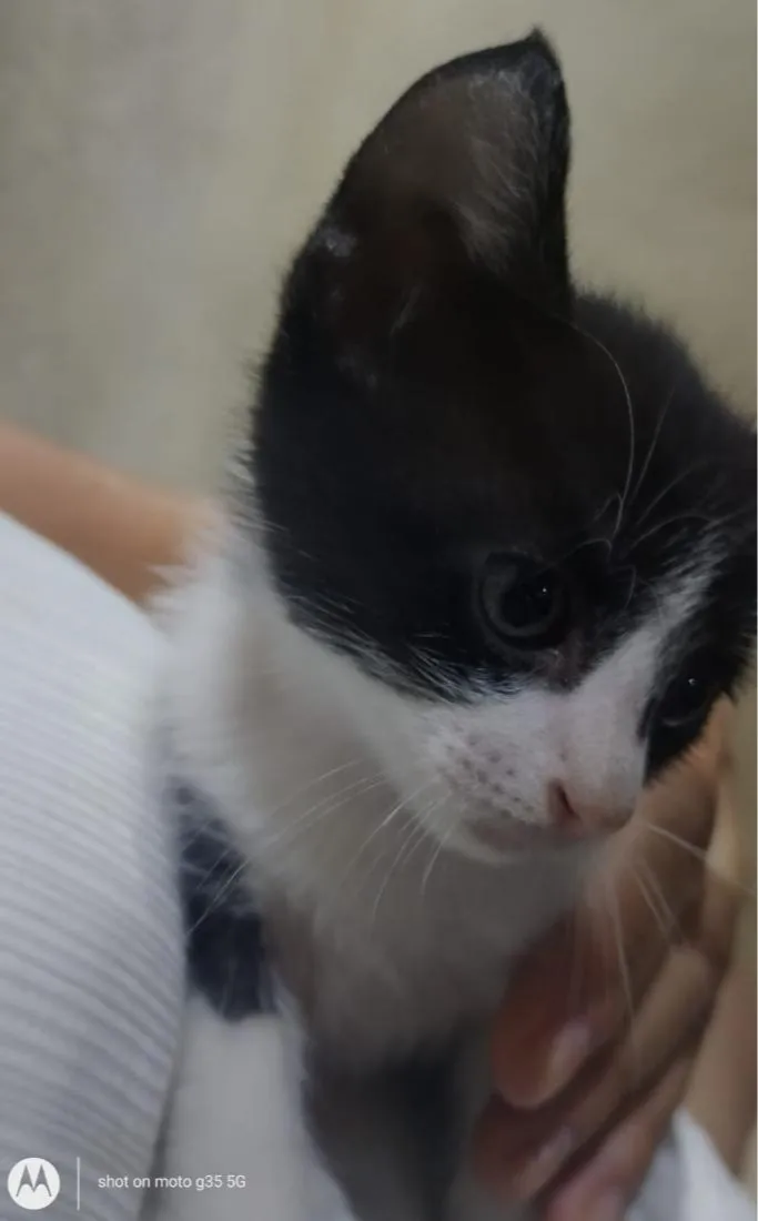 Gato raça SRD-ViraLata idade Abaixo de 2 meses nome frajola