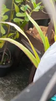 laranjinha 