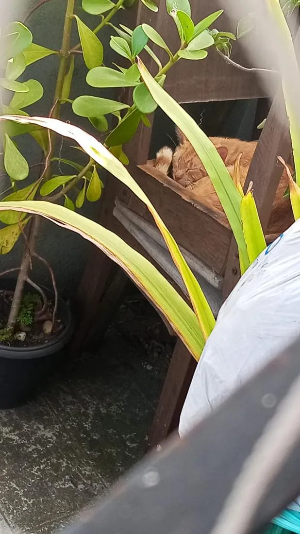 Gato raça SRD-ViraLata idade Abaixo de 2 meses nome laranjinha 