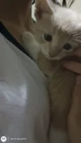 fofinho 