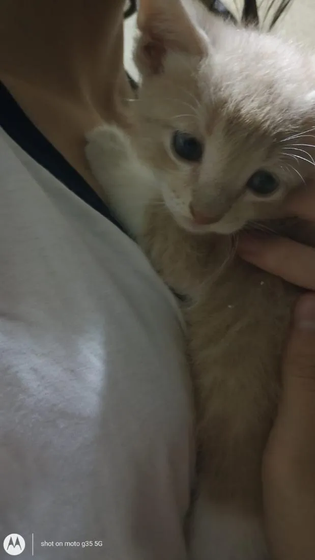 Gato raça SRD-ViraLata idade Abaixo de 2 meses nome fofinho 