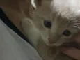 fofinho 