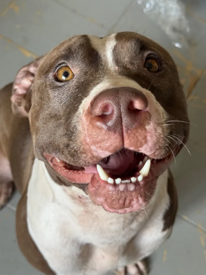Cachorro raça Pit-Bull idade 3 anos nome Totoh