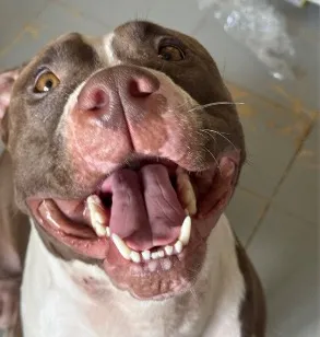 Cachorro raça Pit-Bull idade 3 anos nome Totoh