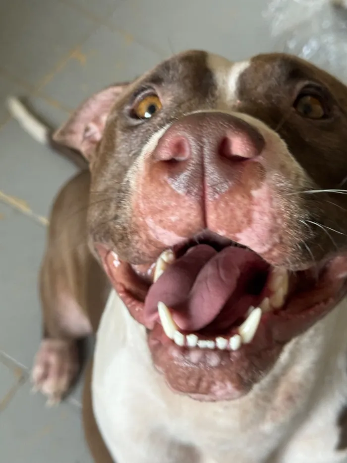 Cachorro raça Pit-Bull idade 3 anos nome Totoh