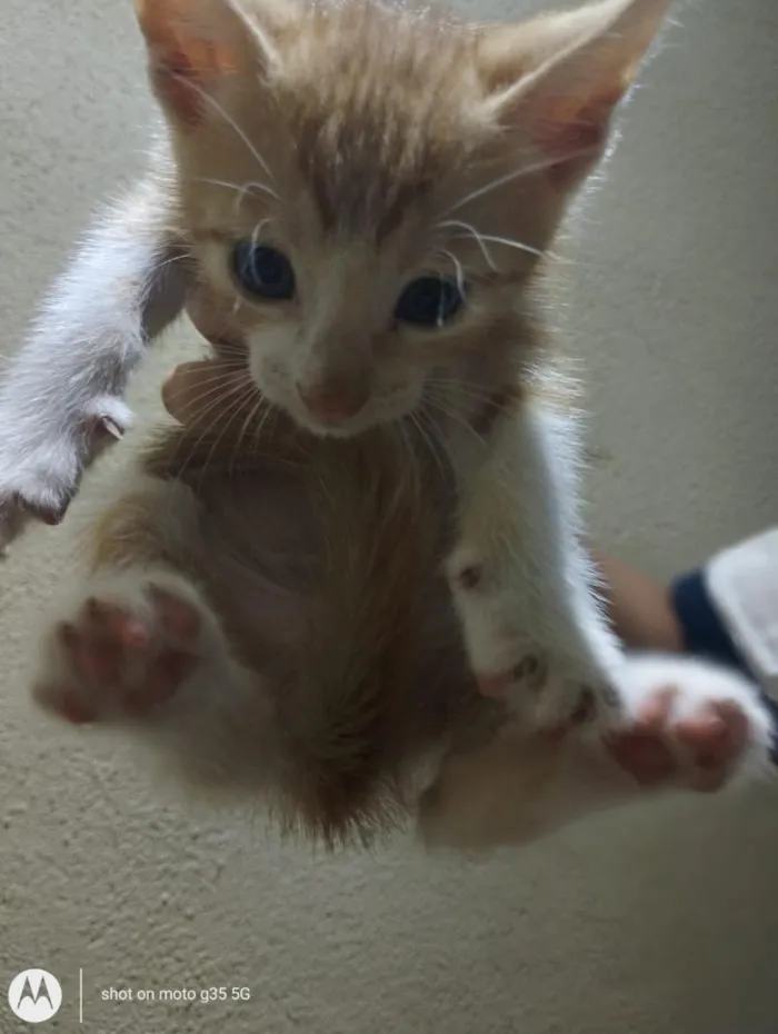 Gato raça SRD-ViraLata idade Abaixo de 2 meses nome caputino 