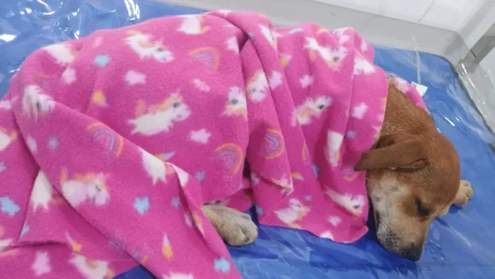 Cachorro raça SRD-ViraLata idade 2 a 6 meses nome Nina