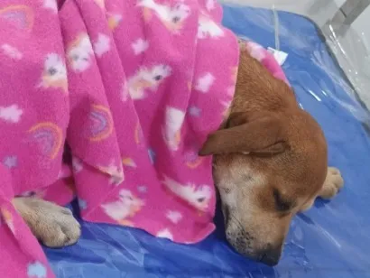 Cachorro raça SRD-ViraLata idade 2 a 6 meses nome Nina