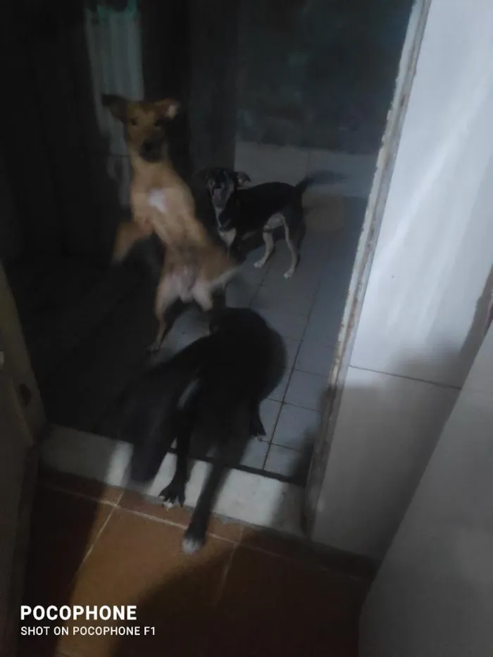 Cachorro raça SRD-ViraLata idade 2 a 6 meses nome pingo marley