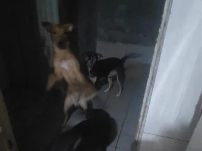 Cachorro raça SRD-ViraLata idade 2 a 6 meses nome pingo marley
