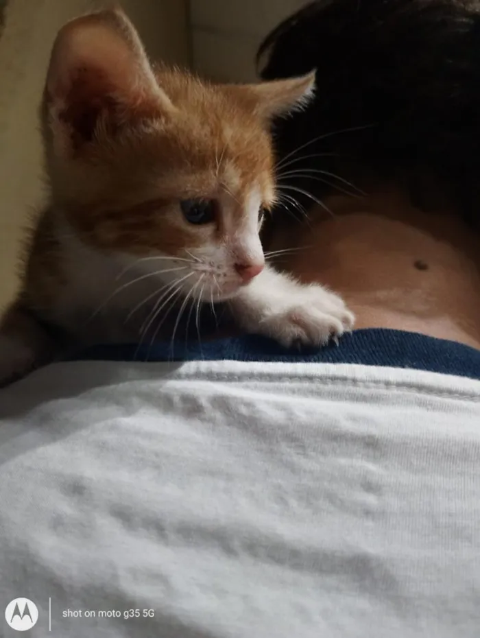 Gato raça SRD-ViraLata idade Abaixo de 2 meses nome Garfield 
