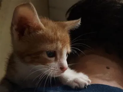 Gato raça SRD-ViraLata idade Abaixo de 2 meses nome Garfield 
