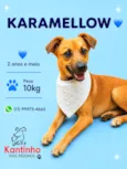 Karamellow 