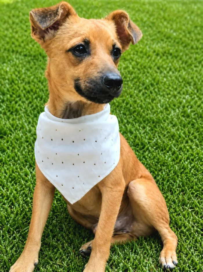 Cachorro raça SRD-ViraLata idade 2 anos nome Karamellow 