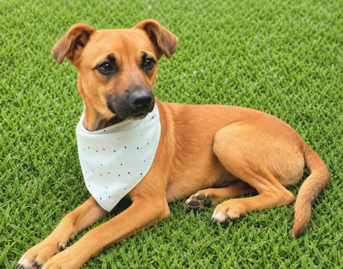 Cachorro raça SRD-ViraLata idade 2 anos nome Karamellow 