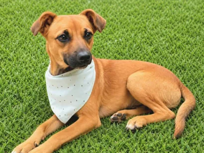 Cachorro raça SRD-ViraLata idade 2 anos nome Karamellow 