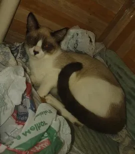 Gato raça Siamês idade 2 a 6 meses nome theo