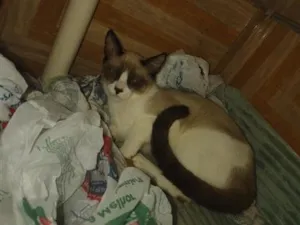 Gato raça Siamês idade 2 a 6 meses nome theo