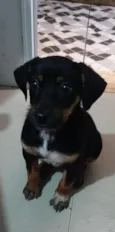 Belinha 