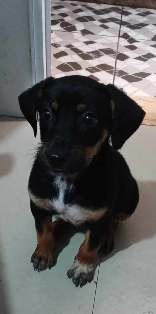 Cachorro raça SRD-ViraLata idade 2 a 6 meses nome Belinha 