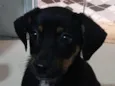 Belinha 