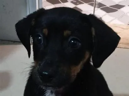 Cachorro raça SRD-ViraLata idade 2 a 6 meses nome Belinha 