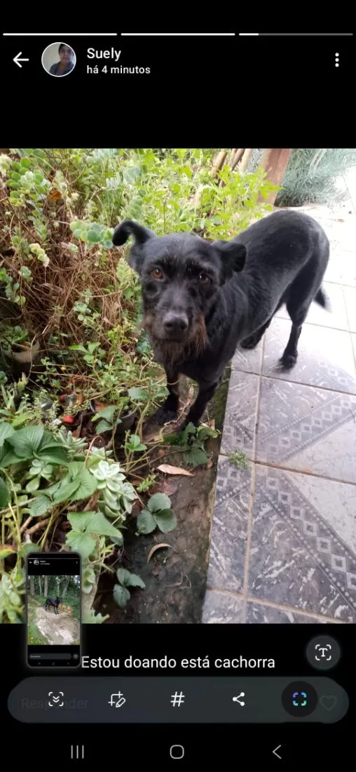 Cachorro raça SRD-ViraLata idade 1 ano nome Diana 