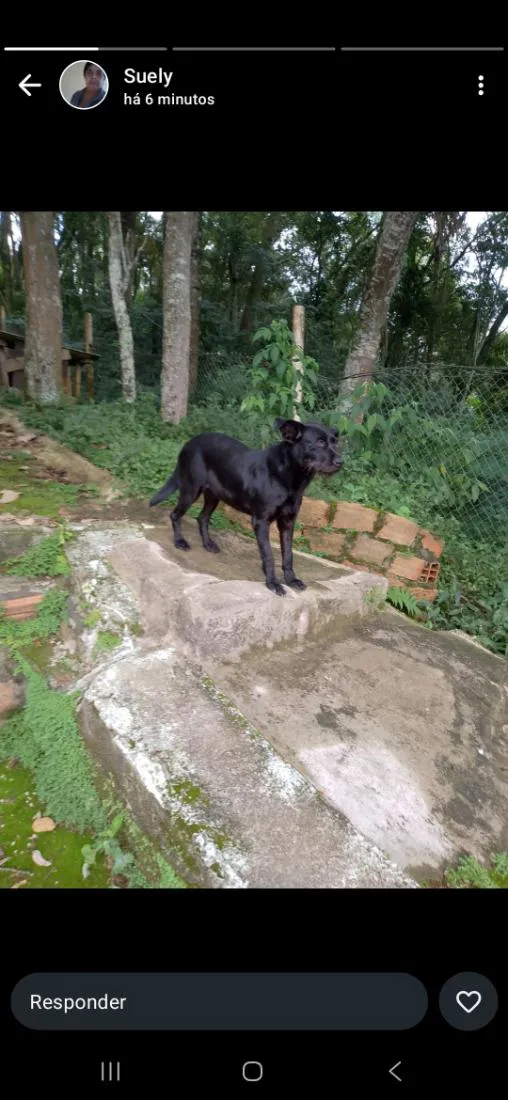 Cachorro raça SRD-ViraLata idade 1 ano nome Diana 