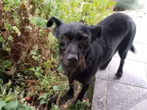 Cachorro raça SRD-ViraLata idade 1 ano nome Diana 