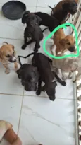 não tem nome são 8 cachorrinhos 