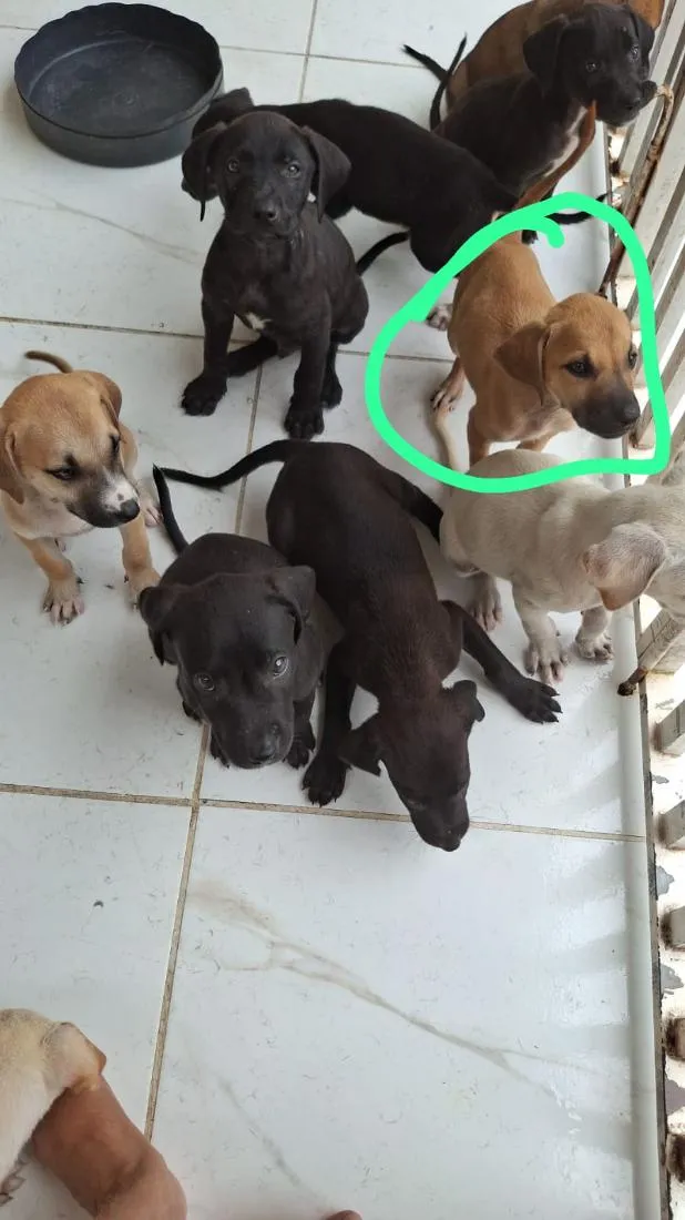 Cachorro raça Pit-Bull idade 2 a 6 meses nome não tem nome são 8 cachorrinhos 
