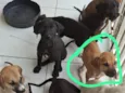 não tem nome são 8 cachorrinhos 