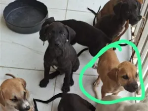 Cachorro raça Pit-Bull idade 2 a 6 meses nome não tem nome são 8 cachorrinhos 