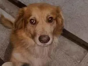 Cachorro raça SRD-ViraLata idade 1 ano nome bob