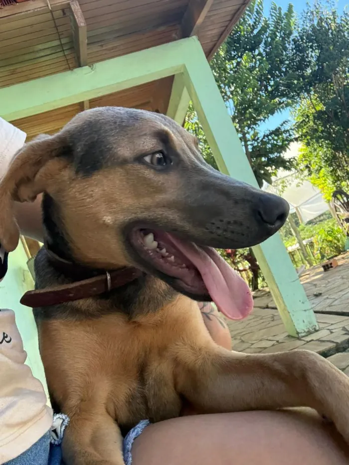 Cachorro raça SRD-ViraLata idade 1 ano nome lola
