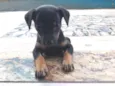 Chico